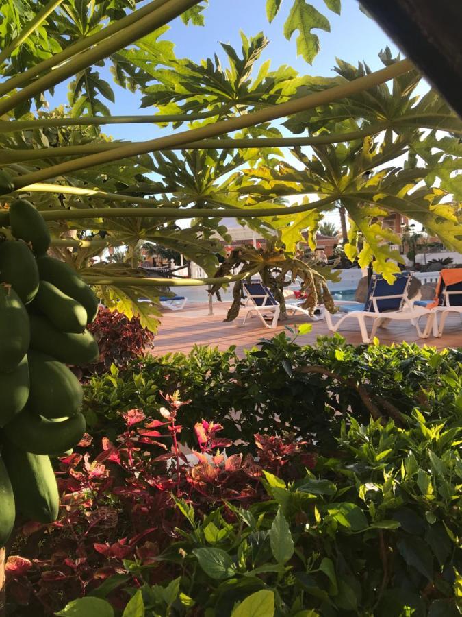 Apartamento Las Vistas Beach - Tenerife Royal Gardens Playa de las Americas  Exteriör bild